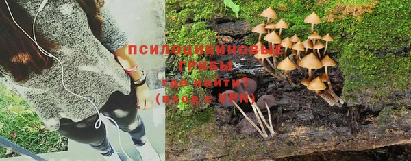 прущие грибы Бугульма